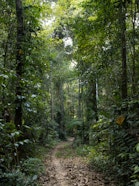 Peruvian forest with a pathway