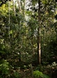Amazonian Forest in Peru