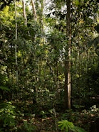 Amazonian Forest in Peru