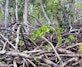 Part of a mangrove forest