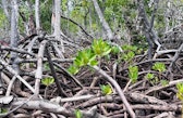 Part of a mangrove forest