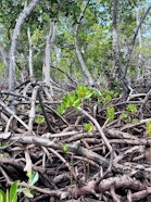 Part of a mangrove forest