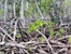Part of a mangrove forest