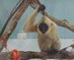 A three-month-old gibbon rested on the makeshift branches the LCTW team had built for her in a small room at the center.