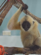 A three-month-old gibbon rested on the makeshift branches the LCTW team had built for her in a small room at the center.