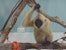 A three-month-old gibbon rested on the makeshift branches the LCTW team had built for her in a small room at the center.