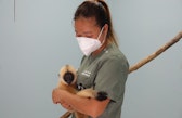 At LCTW, veterinary assistant Somkhit Phonexaiya cares for a rescued three-month-old gibbon.