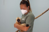 Wildtierpflege in der Praxis: eine Veterinärassistentin mit einem jungen Gibbon im Lao Conservation Trust for Wildlife.