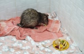 The rescued porcupine, whose tail was amputated to save its life and whose front right leg had a broken bone, receiving treatment and care.