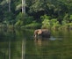 An elephant in water, surrounded by a forest.