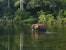 An elephant in water, surrounded by a forest.