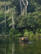 An elephant in water, surrounded by a forest.