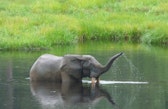 An elephant blowing water