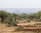 Semi Circular Bunds in Naibunga-Mukogodo, Nothern Kenya