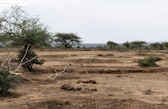 Systematic dung counts showed increased elephant activity in restored sites.