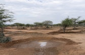 Semicircular Bunds, showing the water retention here, in Naibunga-Mukogodo