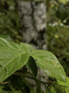 Nature within the Tambopata province, Peru