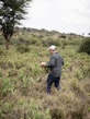 Lorenz identifying opuntia distribution in the landscape, Laikipia, Kenya