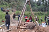 The juvenile elephant lay down on the ground while the villagers and WILDMED team were building a wooden structure to lift him up.