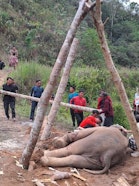People rescuing an elephant