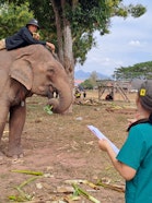 Gesundheitscheck bei einem Elefanten im Feld: Ein Mitglied des WILDMED-Teams macht neben einem Mahout Notizen.