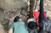 Three people inspecting an elephant's foot.