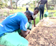 Enlite youth group, working in the tree nurseries