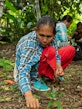 During the field visit, Francisca Posho, a Shijoo artisan, collects choloco seeds for making jewelry. Photo: Jandy Vásquez.