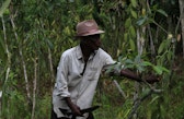 A farmer attending to vanilla in his field in Mahalevona valley, Madagascar.