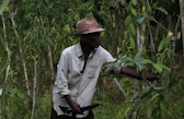 A farmer attending to vanilla in his field in Mahalevona valley, Madagascar.