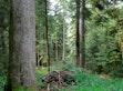 Wald Kanton Bern