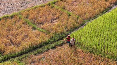 In the Mahalevona Valley near Masoala National Park, rice plots reflect the everyday realities shaping land use and livelihoods.