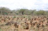 A view across the Ol Gaboli pilot site, where aloe plantings sit near beehives used for honey production and elephant deterrence.
