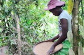 Delien’s wife sorts rice in Fizono, part of the daily work that keeps the household fed between harvests.