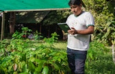 Luis Farfán counts cacao seedlings in the nursery, selecting the plants that are ready for transplanting.