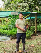 Luis Farfán stands among young copoazú seedlings in an agroforestry nursery.
