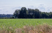 Fields in Grosses Moos, Switzerland’s “vegetable garden,” where long-term soil health is tightly linked to farm livelihoods.
