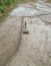 Delien, a farmer in Fizono, Mahalevona Valley, northeastern Madagascar, preparing his rice field using a locally adapted plow that helped double his harvest.