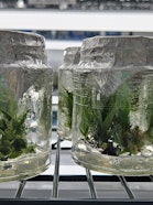 Improving the quality of seedlings at the Cite Productivo in Madre de Dios, Peru.