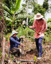 People working in a tropical forest