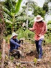 People working in a tropical forest