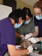 Veterinärstudierende einer laotischen Universität sammeln bei einem WILDMEDTraining in Xayabury praktische Erfahrung im Umgang mit Wildtieren.