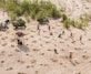 Pure Earth Reforestation Project