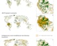 Drei Weltkarten, die zeigen, wo zusätzliche Schutzgebiete notwendig wären, um das globale Biodiversitätsziel 30x30 (Ziel 3 des Kunming-Montreal-Rahmens für biologische Vielfalt) unter drei verschiedenen Planungsszenarien zu erreichen. Bestehende Schutz- und Erhaltungsgebiete sind in Dunkelgrün dargestellt; für zusätzlichen Schutz vorgeschlagene Flächen sind in Orange hervorgehoben. Das biodiversitätsbasierte Szenario (oben) verteilt zusätzliche Flächen breit über alle Kontinente, mit deutlichen Schwerpunkten in Südamerika, Zentralafrika und Südostasien. Das NCP-basierte Szenario (Mitte), das den Beitrag der Natur für Menschen in den Vordergrund stellt, zeigt ein deutlich größeres und konzentrierteres Gebiet mit vorgeschlagenem Schutz, insbesondere im Amazonasbecken. Das Szenario für indigene und traditionelle Territorien (unten) verwendet ein helleres Orange für 1°×1°-Rasterpixel mit relevanten Territorien; die Abdeckung erstreckt sich auf tropische und subtropische Regionen weltweit. Detailkarten (A, B, C) zeigen Ausschnitte der Amazonasregion für jedes Szenario und verdeutlichen die markanten Unterschiede in Ausdehnung und räumlichem Muster zwischen den Ansätzen.