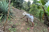 A community member tending the seedlings on an agroforestry plot in its early stages, Mahalevona Valley