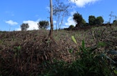 A plot after Slash and Burn, Mahalevona Valley