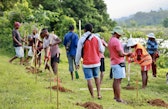 Wooden stakes were driven into the ground alongside each planted tree to help surveyors locate and track individual trees with precision.