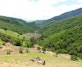 A mosaic landscape in Nam Kwang Village in Pua, where forests, rice fields, and fruit farms coexist within the mountainous terrain of Nan Province