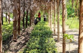 Clove nursery, Mahalevona, Madagascar