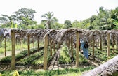 Clove Nursery, Mahalevona, Madagascar